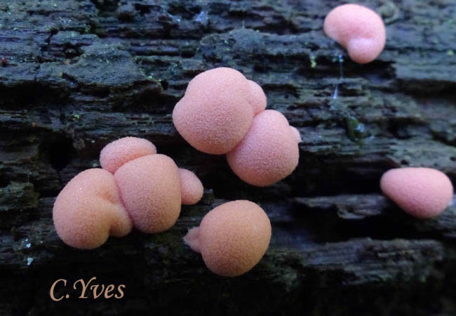 Lycogala epidendrum