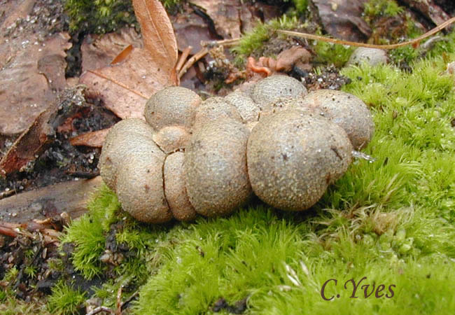 Lycogala epidendrum