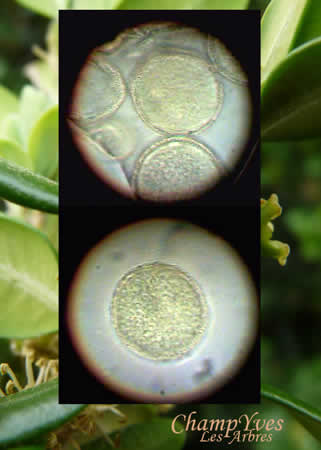 Pollen du Buis.
