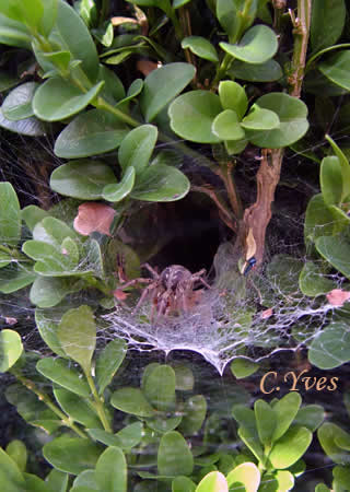 Cette Agelena Labyrinthica sur Buis.