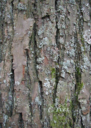 Castanea sativa : Le châtaignier, l'écorce.