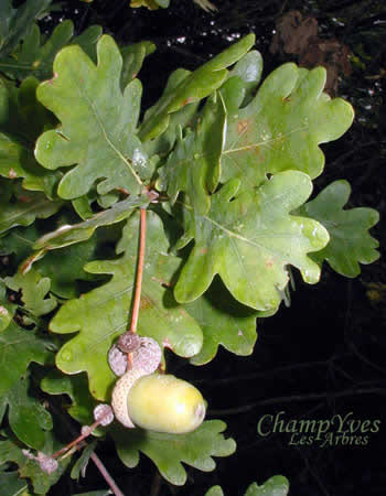 Quercus pedunculata, Quercus robur