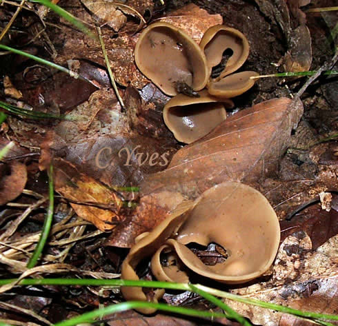 Oreille couleur cuir, Oreille alutacée. Otidea alutacea.