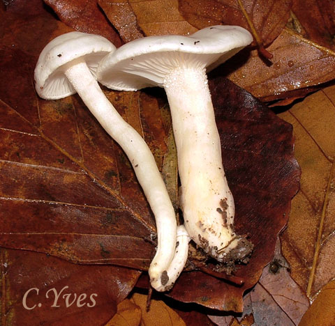 Hygrophorus eburneus, Hygrophore ivoire.