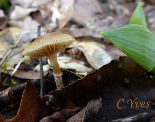 Meottomyces dissimulans