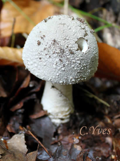 Amanita spissa, Amanite épaisse.
