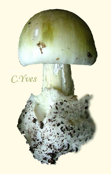 Aspect de l'amanite phalloïde et coupe du champignon.