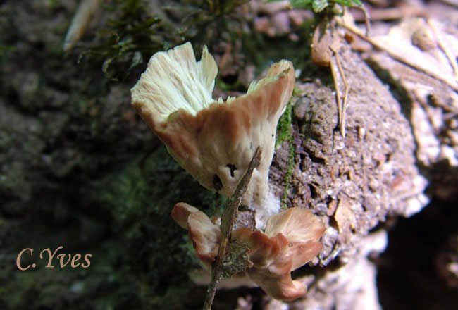 Cotylidia pannosa, Thelephora pannosa, Cotylidie épanouie.