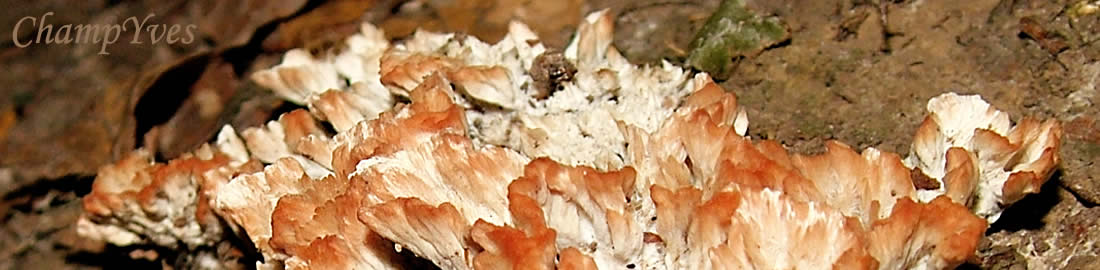 Peziza vesiculosa