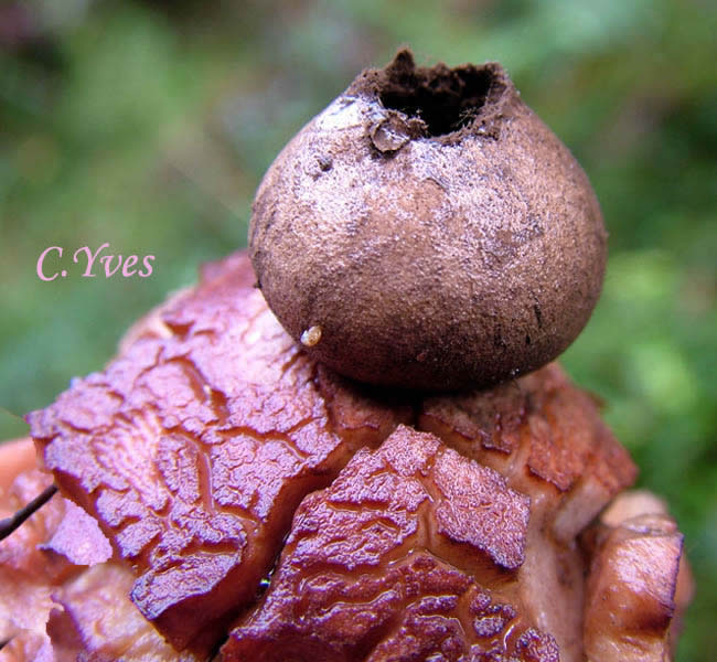 Geastrum rufescens, Géastre rougeâtre, ostiole du sac sporifère.