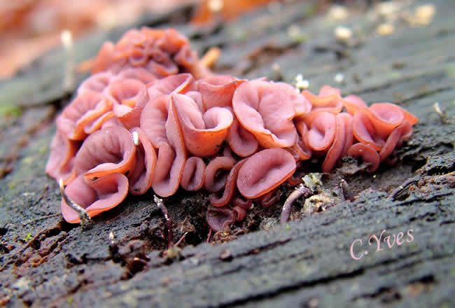 Ascocoryne sarcoides