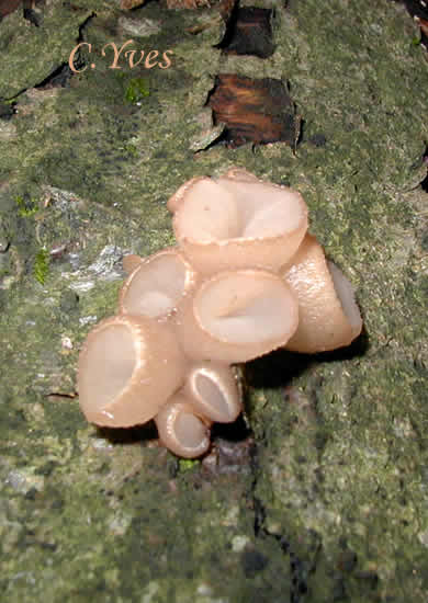Neobulgaria pura, Peziza pura, Bulgaria pura