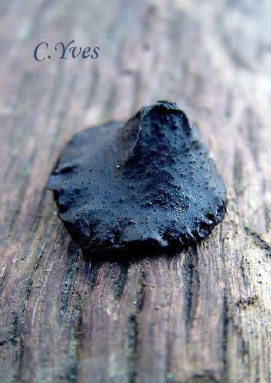 Exidia truncata, Exide tronquée