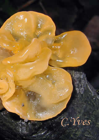Tremella mesenterica.