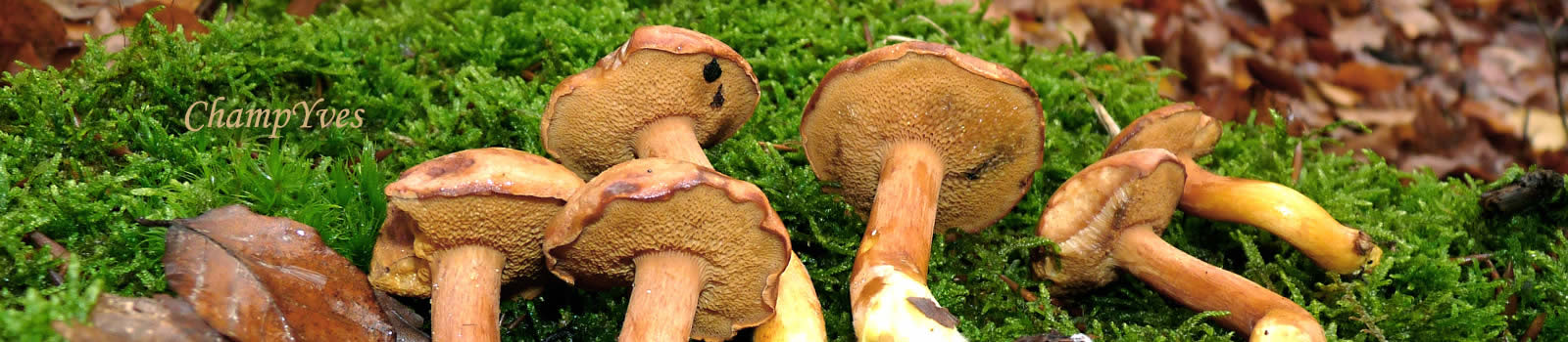 ChampYves les CHAMPIGNONS sauvages, Chalciporus piperatus, Boletus piperatus le Bolet poivré. ChampYves les CHAMPIGNONS sauvages.