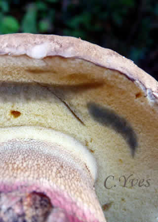 Boletus calopus, Bolet à beau pied 26/07/2009 