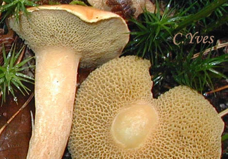 Suillus bovinus, Boletus bovinus