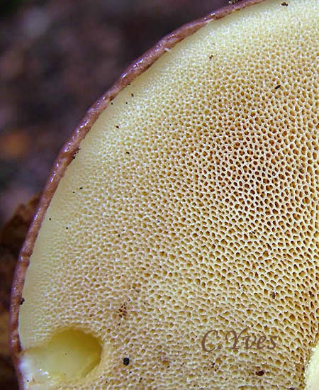 Photo 5 : Suillus granulatus le Bolet granulé : les pores. Photo 5 : Suillus granulatus le Bolet granulé : les pores.