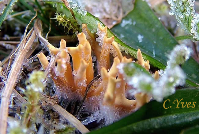Clavulinopsis corniculata