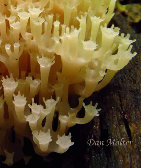 Artomyces pyxidatus, Clavaire couronnée. Artomyces pyxidatus
