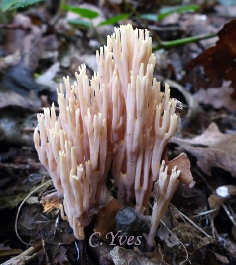 Ramaria stricta, Ramaire droite. Ramaria stricta.