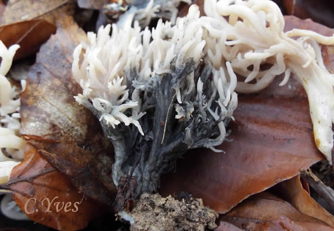 Helminthosphaeria clavariarum sur Clavulina coralloides