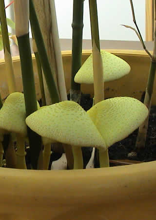 Leucocoprinus birnbaumii, Lépiote jaune.