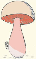 Champignonsz charnus à pores : Boletus. Champignonsz charnus à pores : Boletus.