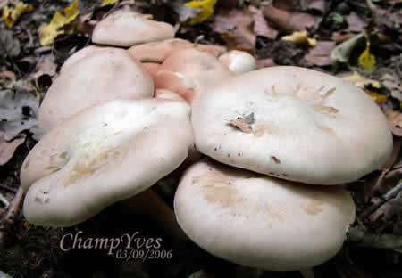 Bouquet d’Entolome livide, notez la couleur rose des spores sur les chapeaux inférieurs