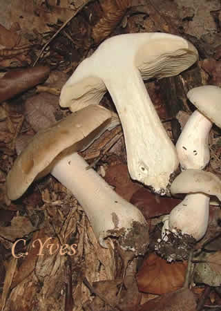 Entoloma lividum, Entolome livide