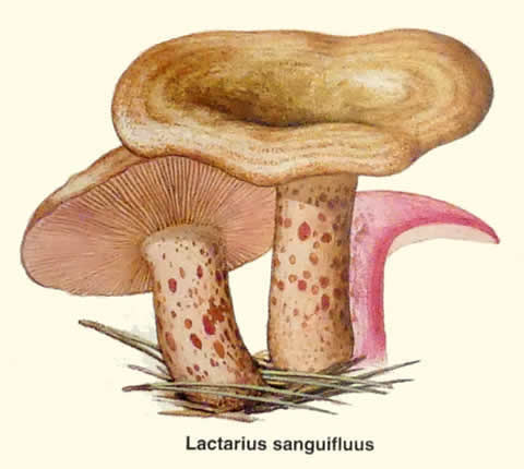 Lactarius sanguifluus, Lactaire sanguin