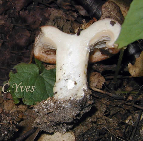 Lactarius zonarius, le chapeau. Lactarius zonarius, le chapeau.