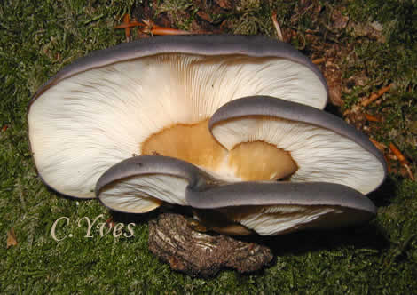 Panellus serotinus : 09/11/2003