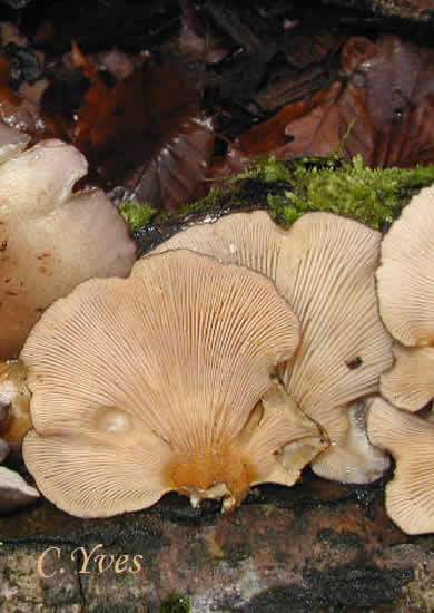 Panus serotinus, Pleurote tardif, les lames de Panellus serotinus.