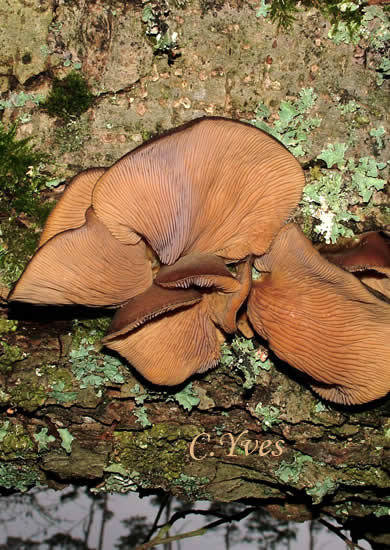 Panellus serotinus, Sarcomyxa serotina, 22/01/2006.