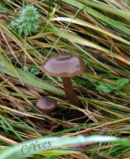 Pseudoclitocybe expallens, Clitocybe expallens, Clitocybe pâlissant.