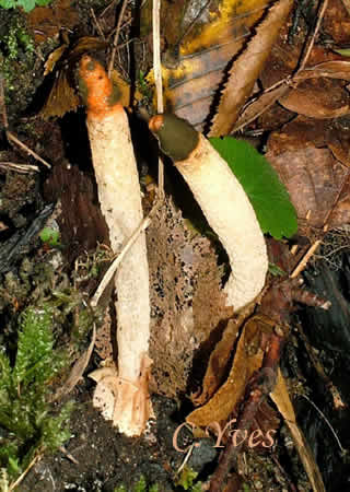 Ces deux champignons : Satyre des chiens, Mutinus caninus poussent dans un humus épais, une souche complètement dégradée.