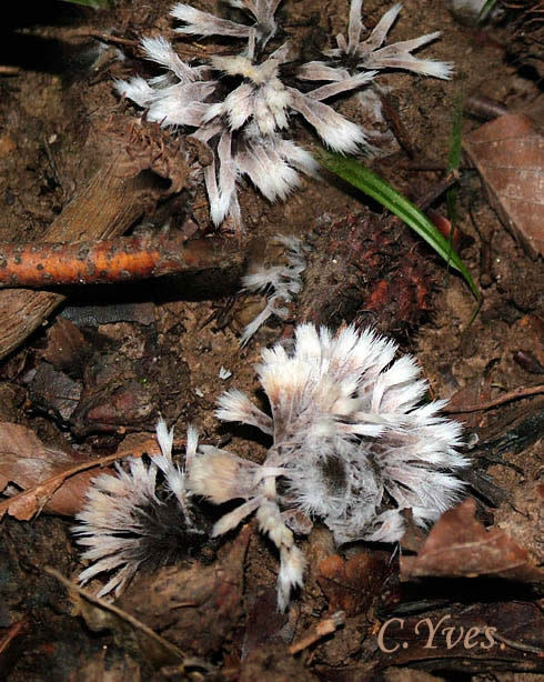 Thelephora penicillata, Théléphore en pinceau.