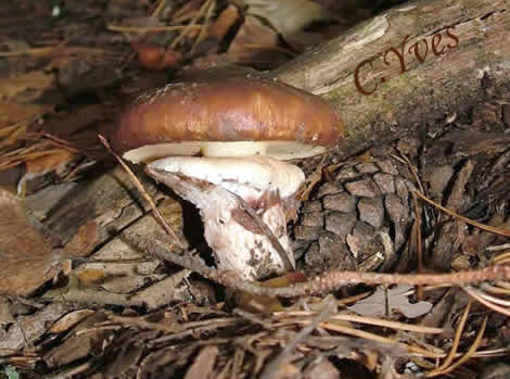 Suillus luteus : Nonette ou Nonnette ? Suillus luteus : Nonette ou Nonnette ?