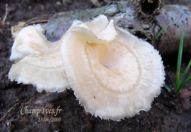 Polyporus forquignonii