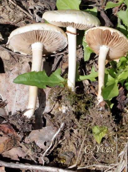 Agrocybe praecox