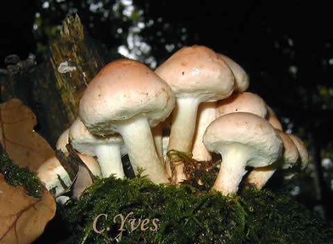 Hypholoma sublateritium ou Hypholoma lateritium. 