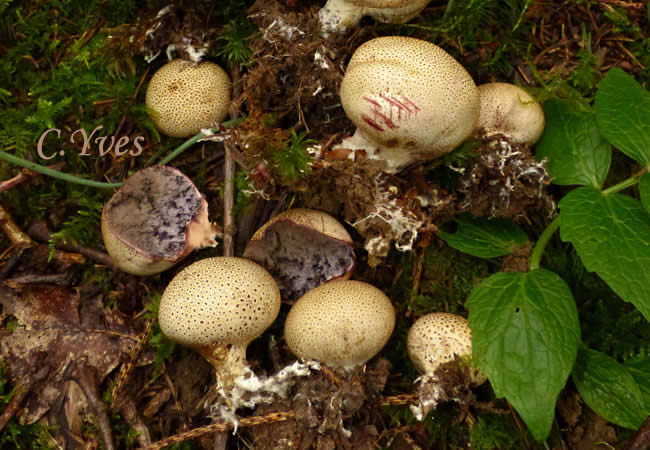 Scleroderma areolatum.