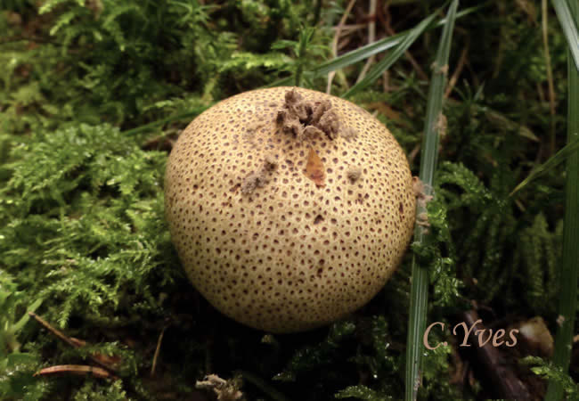 Scleroderma areolatum.