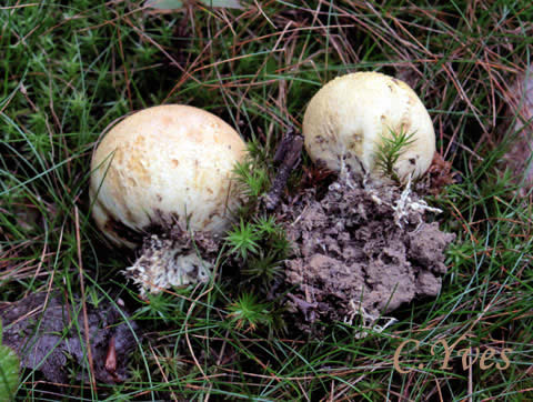 Scleroderma bovista, Scléroderme boviste.