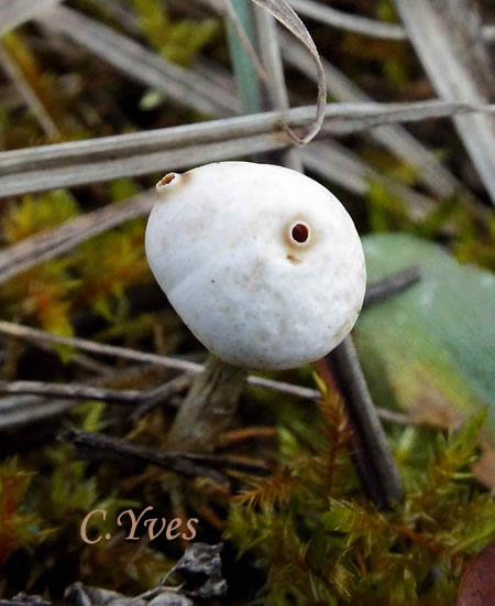 Tulostoma brumale