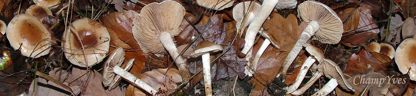 ChampYves les CHAMPIGNONS sauvages, Hébélome à centre brun.