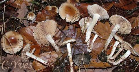 Les lames de cet Hebeloma mesophaeum sont échancrées, claires jeunes puis brunâtre tabac. Hebeloma mesophaeum.