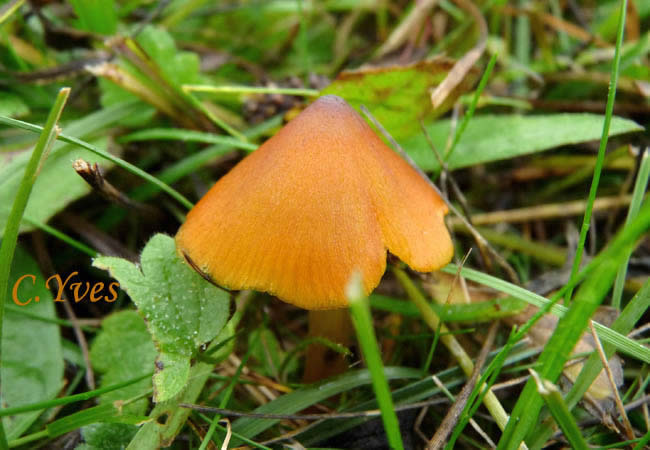 Hygrocybe conica Hygrocybe conica