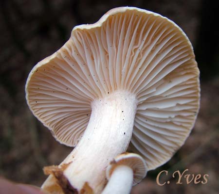 Hygrophorus nemoreus